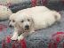 PoulaTo: Όμορφα κουτάβια Golden Retriever